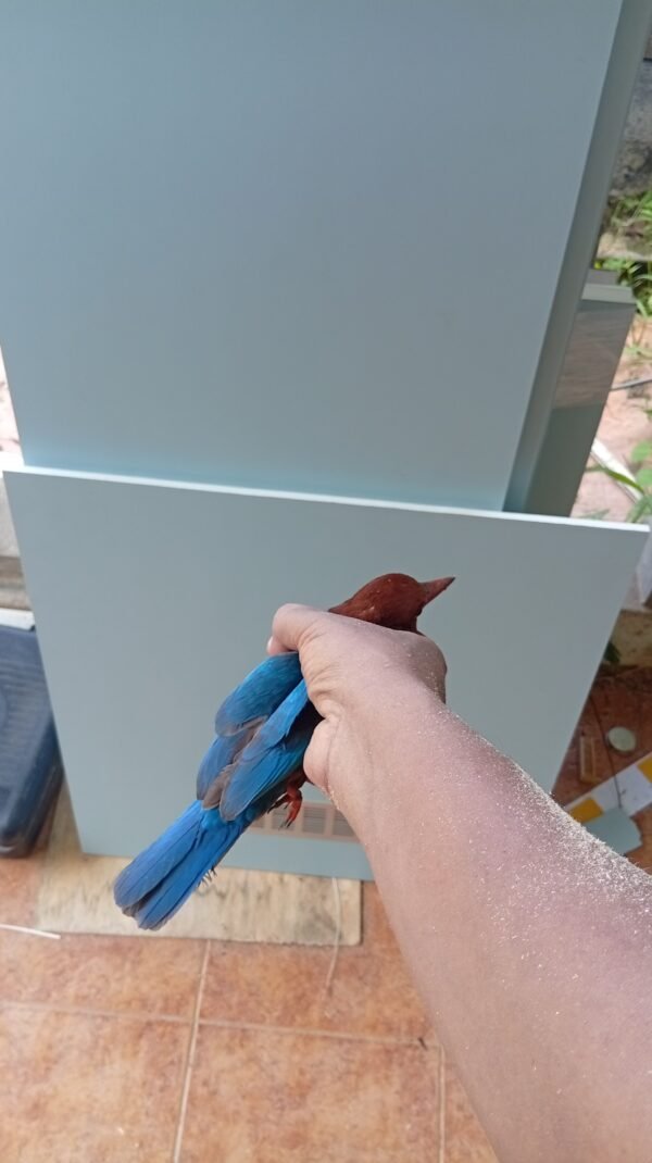 Terkini Raja Udang melawat - Jengka 15 Pahang by kebenet.com